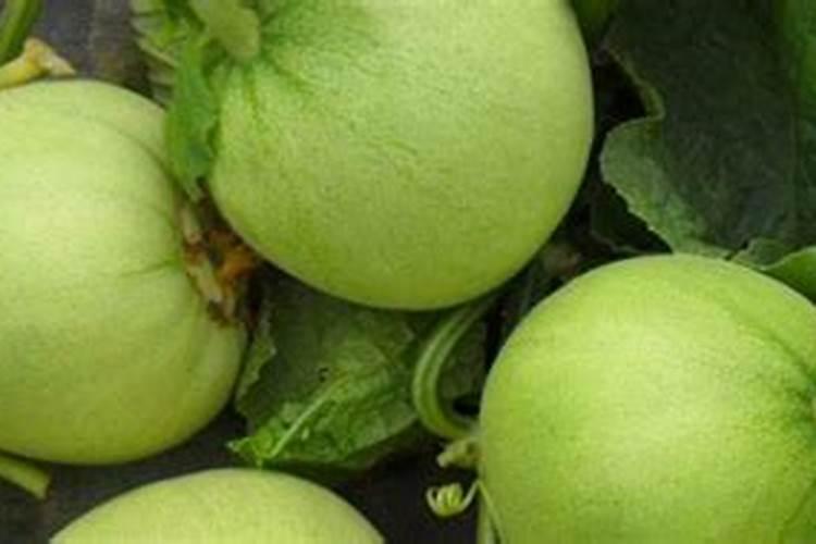 桃树现在可以剪枝吗