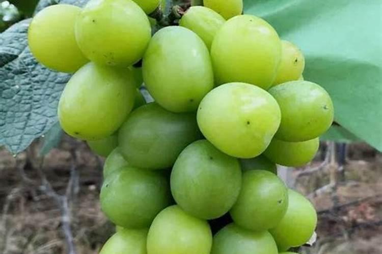 听说阳光玫瑰葡萄味道不错,有人吃过吗？