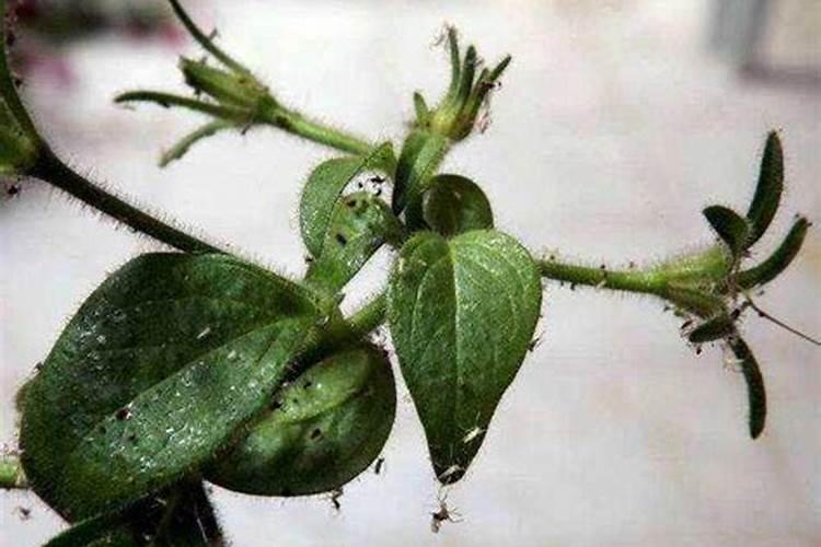 室内花盆土壤发霉了怎么办 花土发霉对人体有害吗