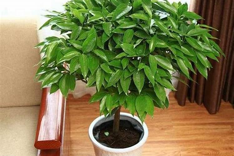 蒲瓜怎么种才能高产