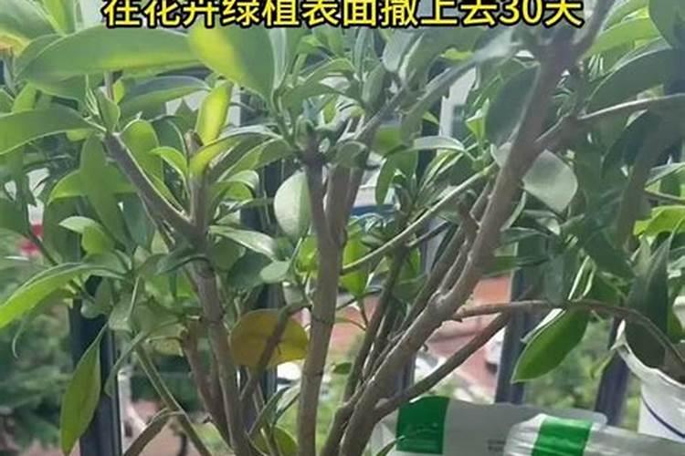 生态有机肥多少钱一袋