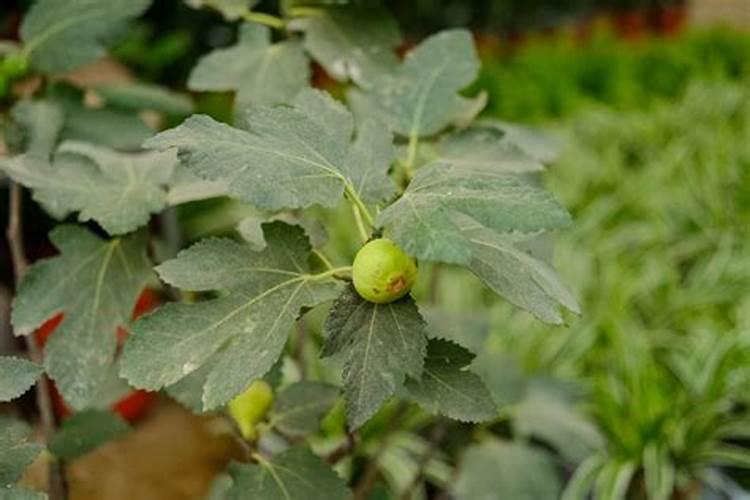 如何让无花果多结果？