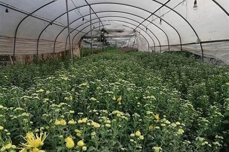 菊花苗的种植方法