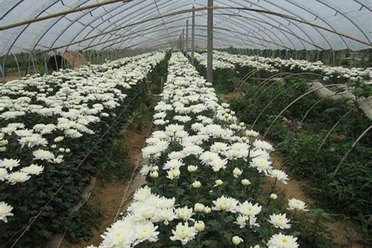 国庆菊的种植方法