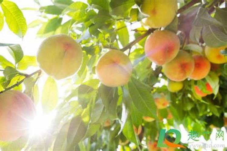 水果树用什么肥料果实才甜 施什么肥果子能增甜