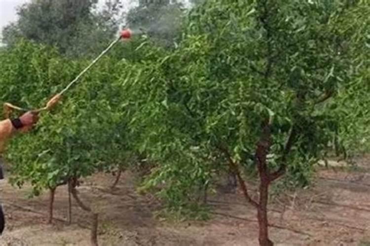 目前国内饲料添加剂赖氨酸主要的名牌有那几个？