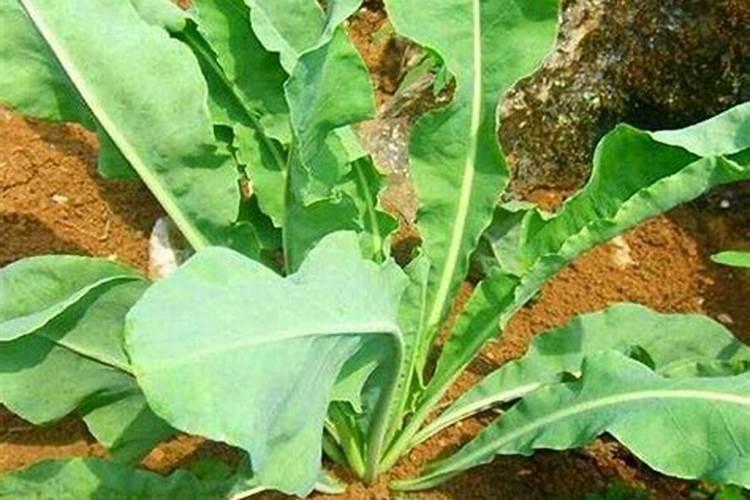 板蓝根是怎样种植的？