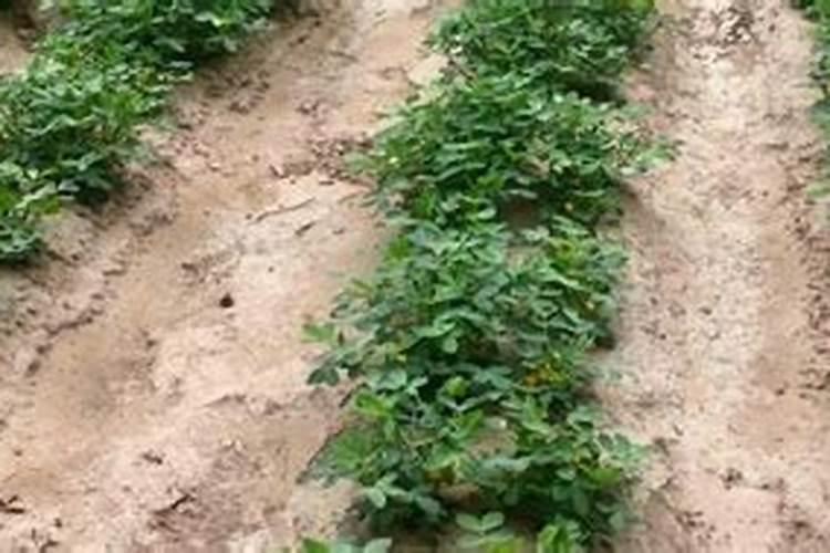 种植花生磷肥的正确方法