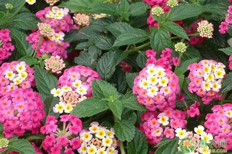 果树促花用什么叶面肥好？