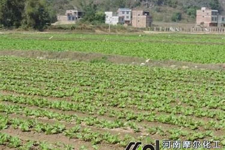 一公斤含氨基酸水溶肥料一喷红打几亩地