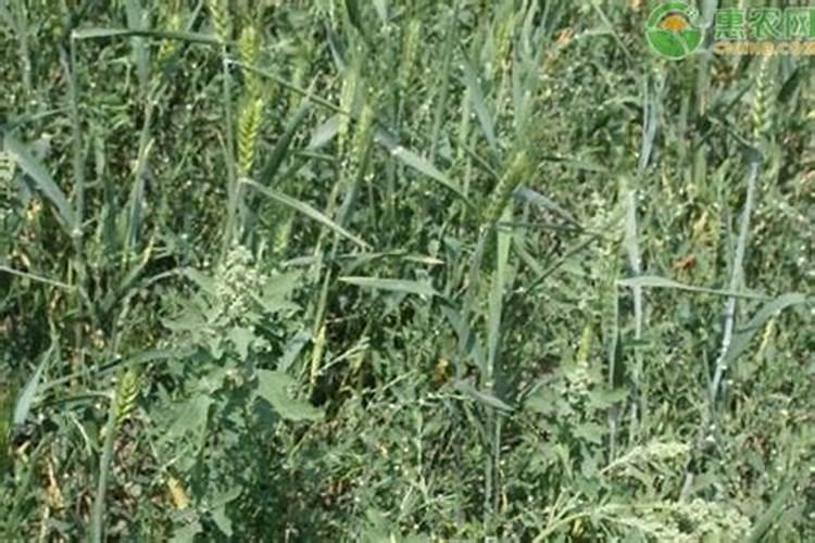 大豆打完除草剂多久可以打叶面肥水？