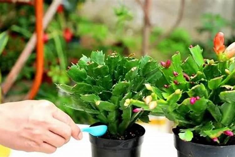 菊花什么时候施肥