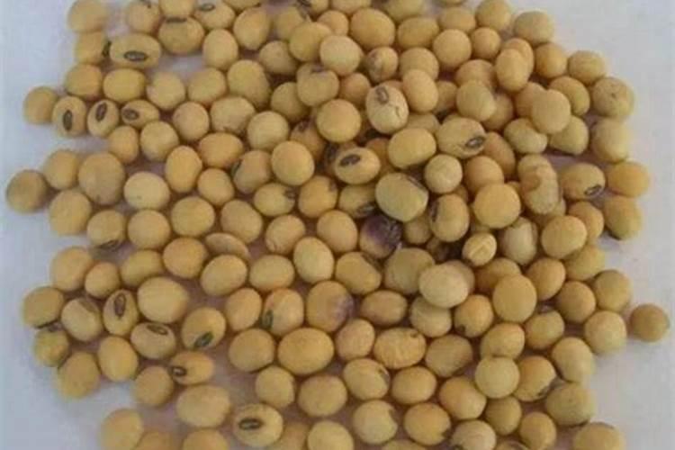 黄豆如何做肥料？