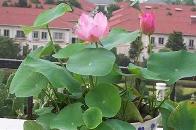 睡莲只用清水可以养吗？营养液怎么用