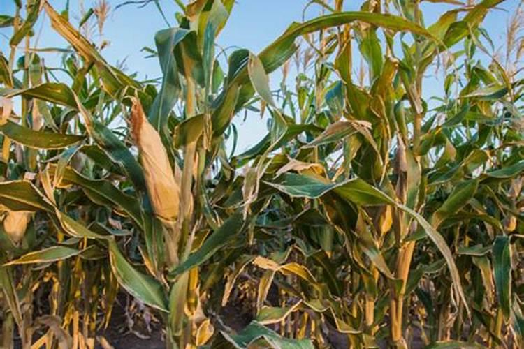 玉米灌浆期打什么叶面肥