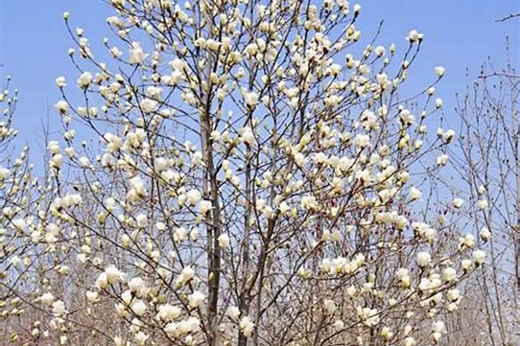 烧烤用的木炭能直接养花吗