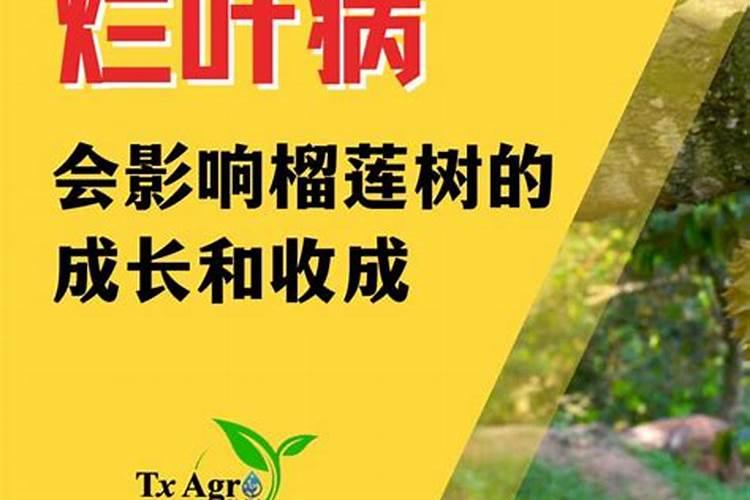 沙漠玫瑰烂叶怎么办？