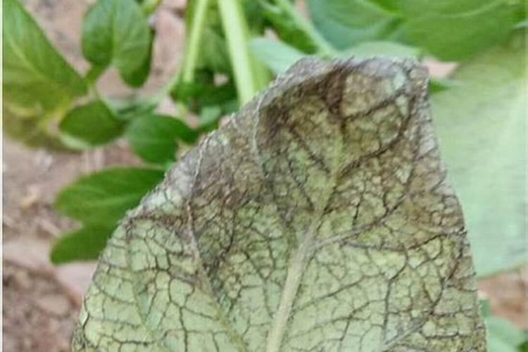 辣椒苗出现烂叶,这是什么病？怎么治？