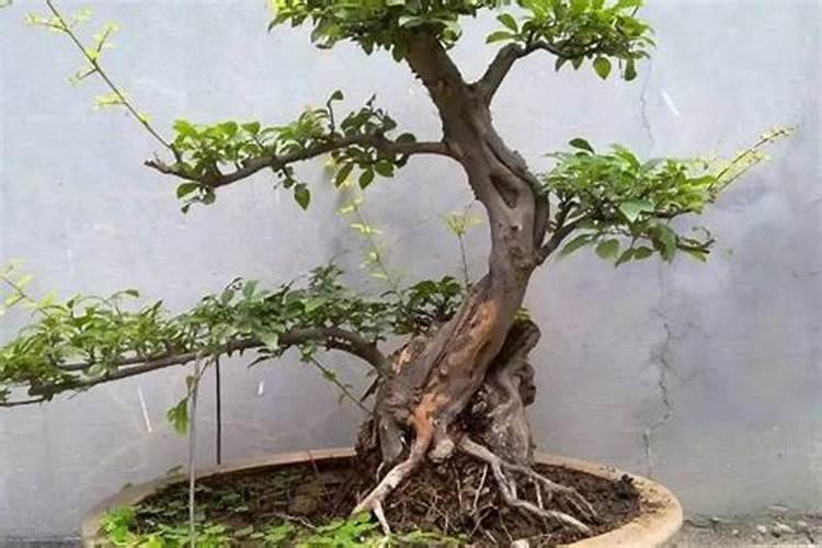 雀梅的养殖方法