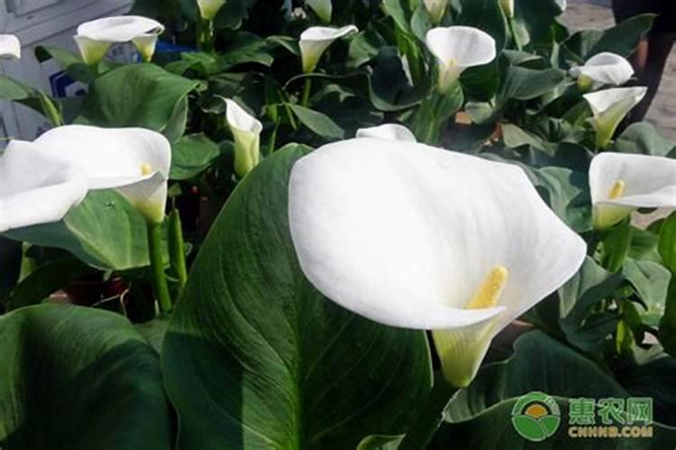 一帆风顺如何施肥