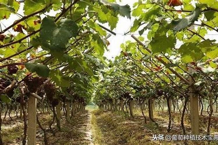 蔬菜施肥后几天可以吃 蔬菜施肥后多少天可以吃