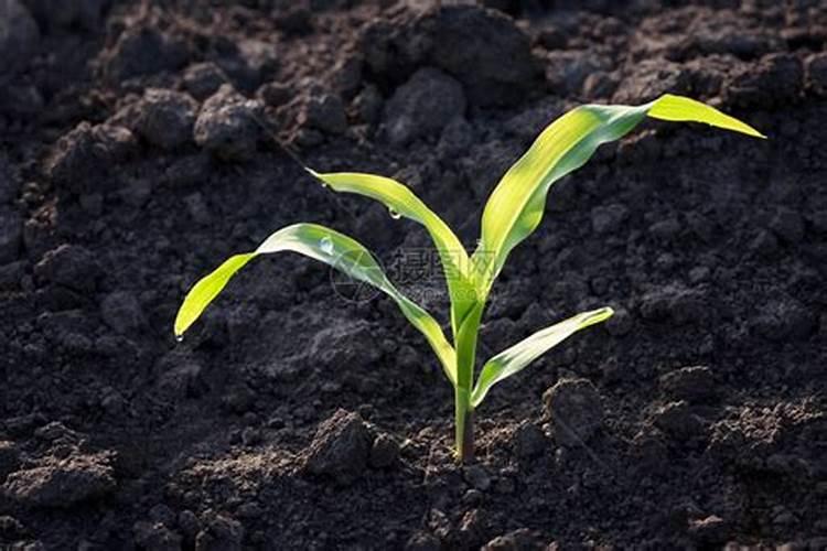 玉米发芽后多久施肥