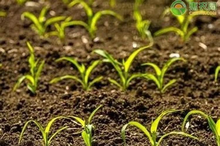 种子发芽多久可以施肥 种子发芽后多久需要施肥