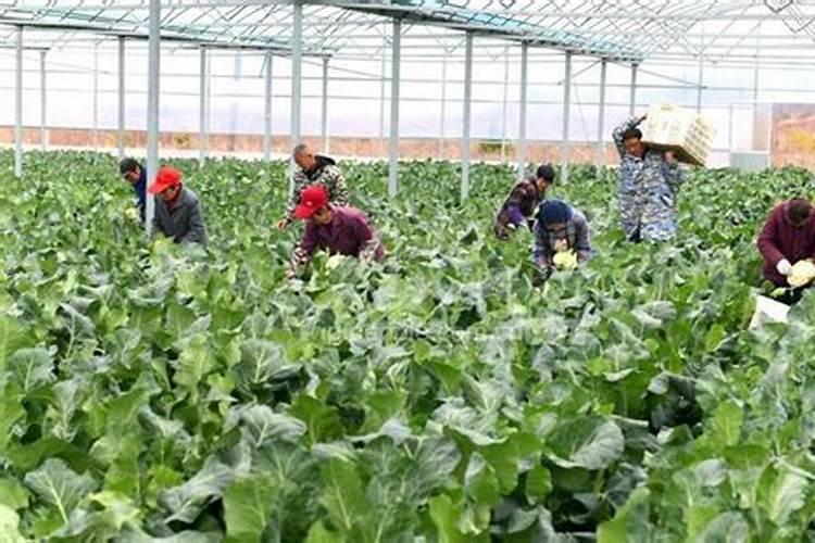 种蔬菜用什么肥料