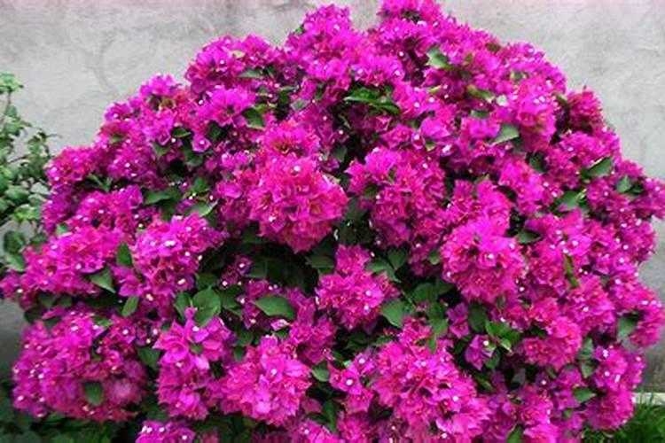 什么药水能养花生根快,还能延长花期？