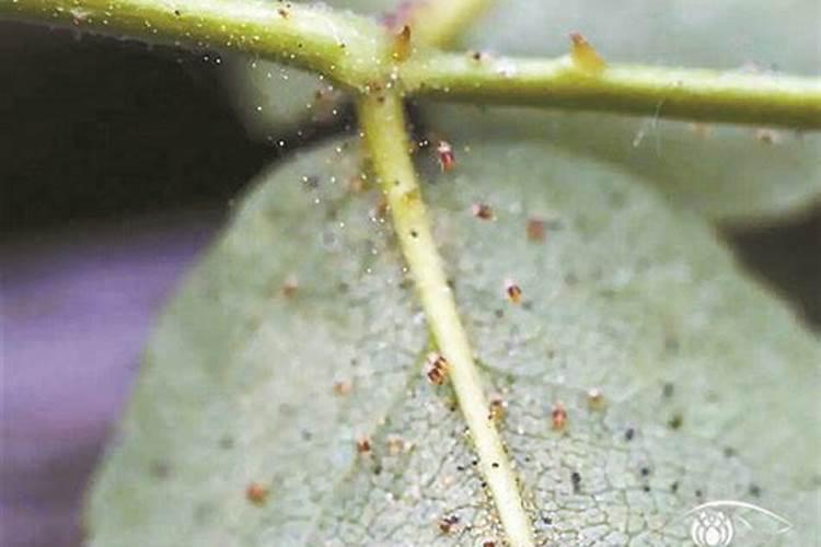 打红蜘蛛在什么时间打最好