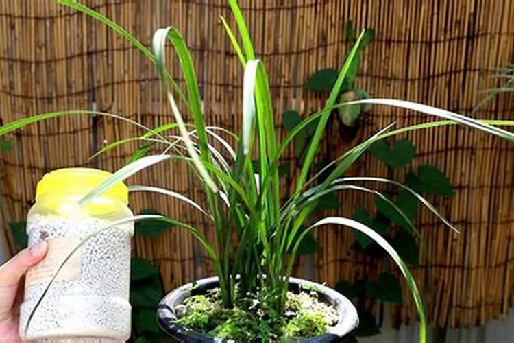 趁现在赶紧给这8种花施肥,晚了就没花看了!