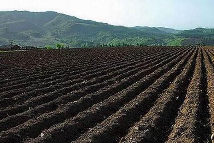 蓝莓用碱性土种植会怎样 如何改良土壤PH值