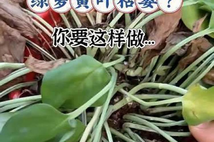 草木灰直接用会烧根吗