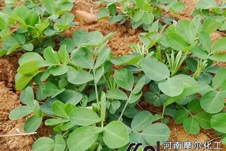 花生苗期用什么肥料好