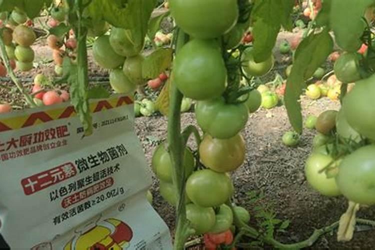 豆角开花结荚期,一个简单小动作豆角结得多又嫩,挂满架