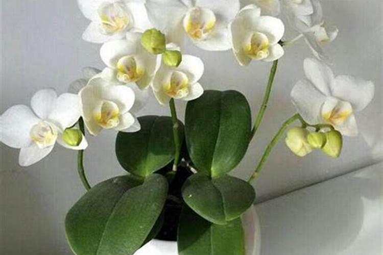 开花要施什么肥料