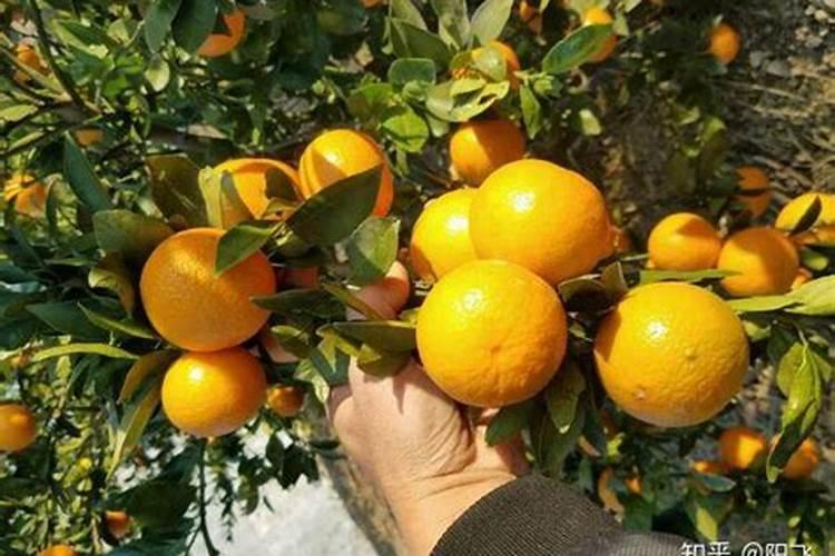 桔子树施什么肥才会甜
