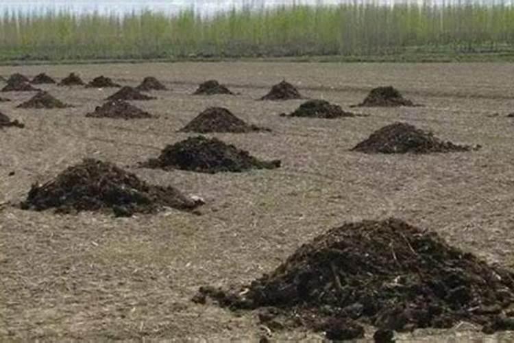 什么是中量元素肥料,常用品种有哪些