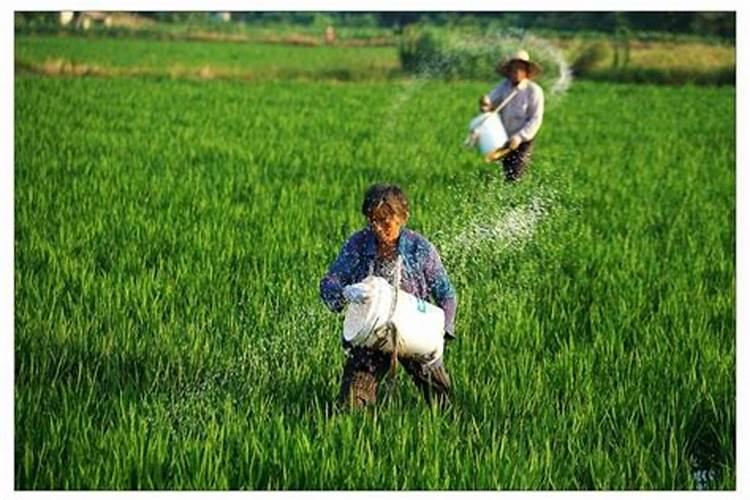 尿素可以化成水随大水冲施吗