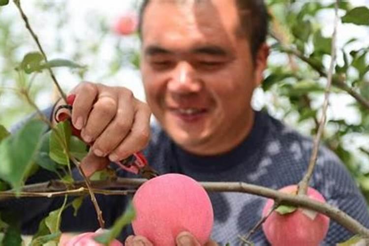 怎样浸泡辣椒种子
