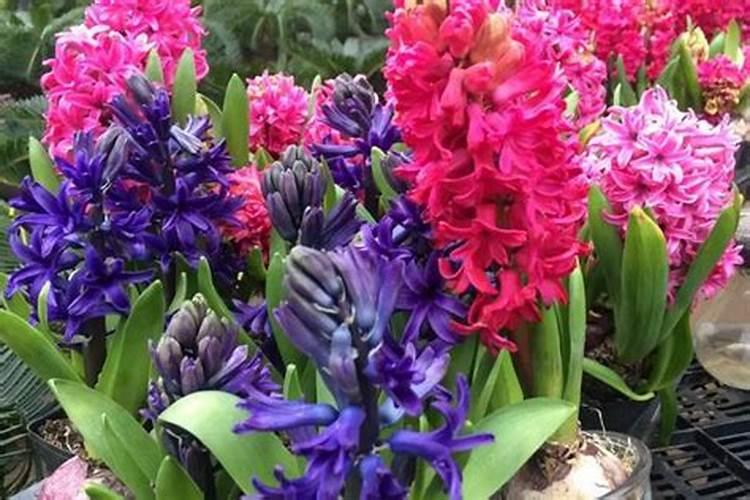 辣椒种子催芽方法 辣椒种子催芽方法是什么