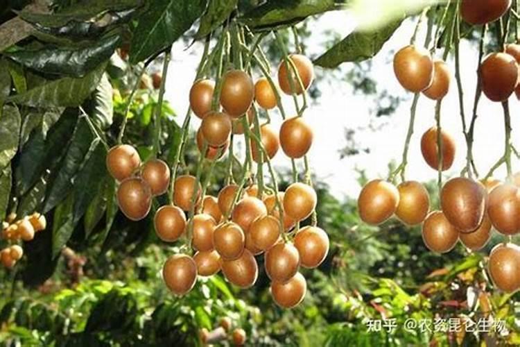 黄皮什么时候崔花？