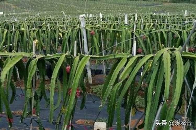 分析!种植火龙果前怎样施肥？