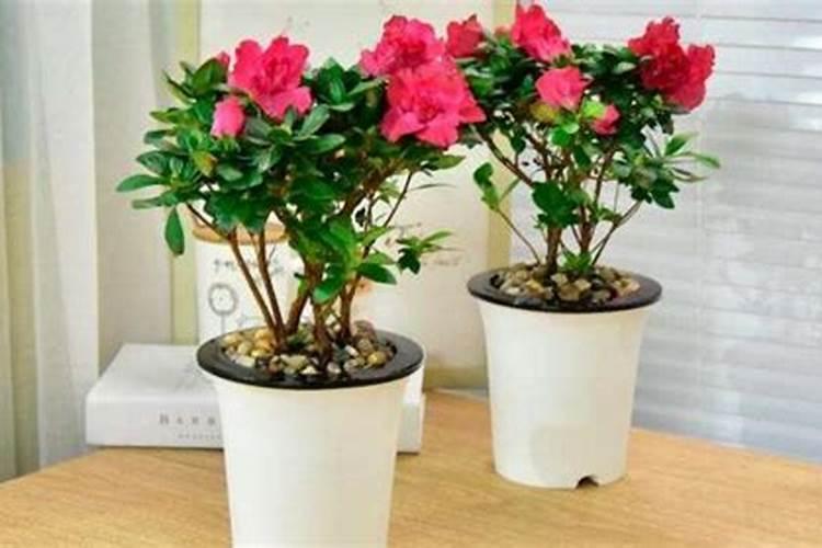 卡特兰怎么浇水施肥