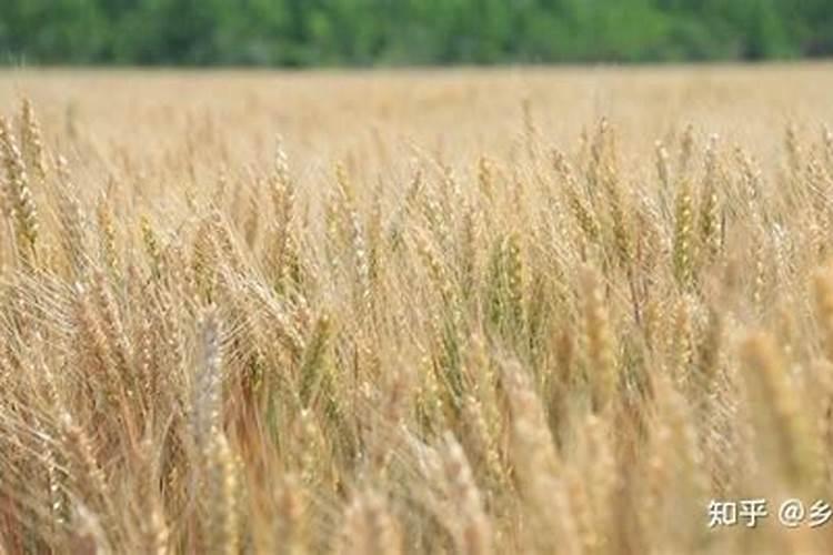 硝态氮冲施肥能不能在麦田使用