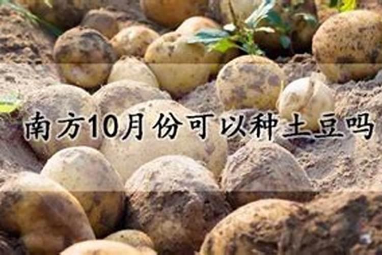 土豆叶面肥在什么时候喷