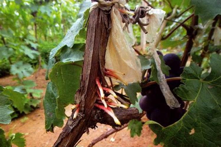 用完全腐熟的菜子饼肥多大浓度可以促进葡萄插条生根？