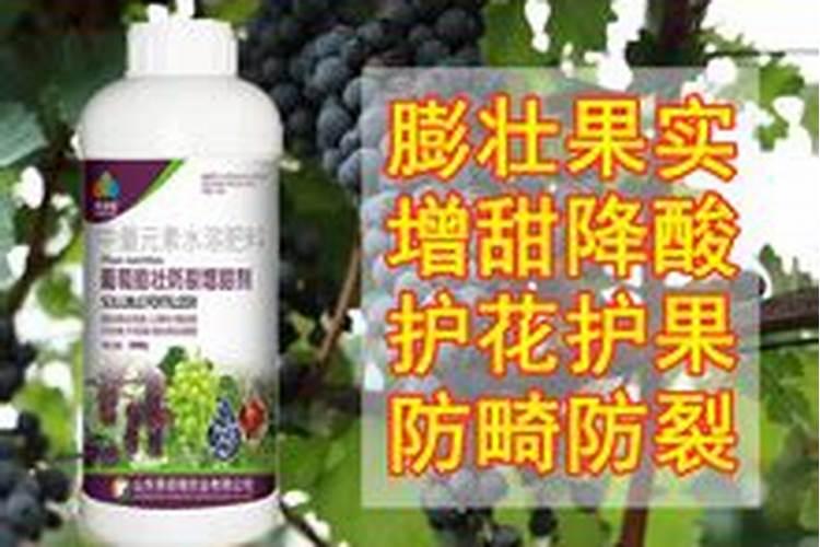 葡萄树怎么施肥