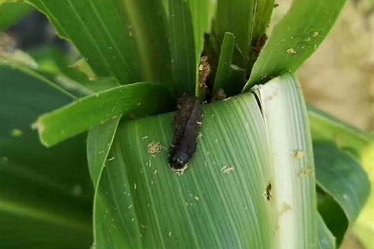 想要加强低温条件下玉米的田间管理,具体要怎么做呢？