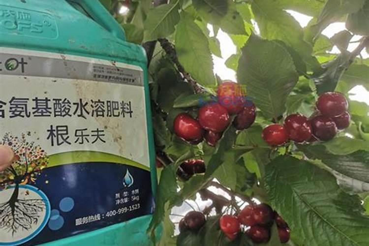 樱桃追什么叶面肥结果好？叶面肥用哪种好？叶面肥就用根小子!